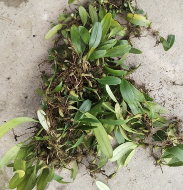 大量石仙桃,有想要的老板请联系我