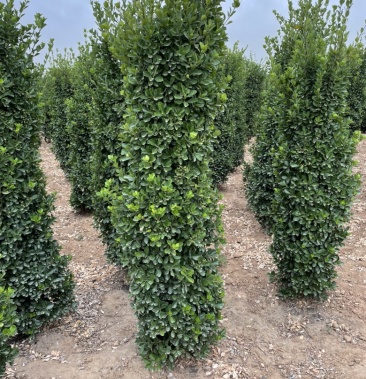 大叶黄杨柱两米黄杨柱齐头两米毛高22米