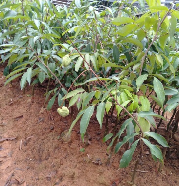 龙眼,荔枝,芒果苗!
