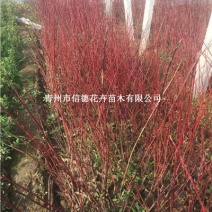红瑞木，一手货源，大量有货，基地直发，规格齐全，多分枝