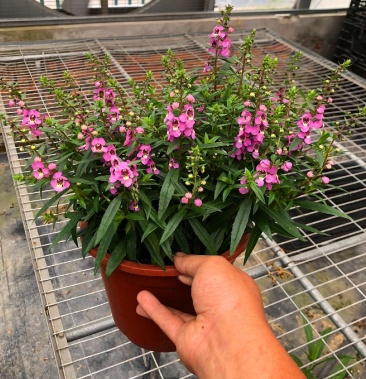 香彩雀盆栽夏日金鱼草花卉耐热耐寒花园阳台多年生植物花期长