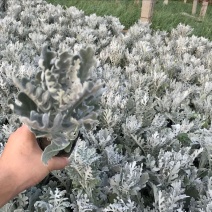 银叶菊盆栽芙蓉菊绿植花苗客厅室内办公室观叶植物净化空气