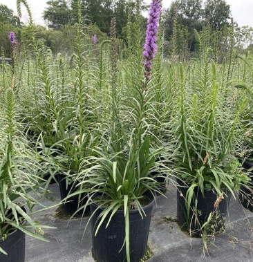 花镜植物蛇鞭菊盆栽大苗 庭院阳台多年生四季草本花卉耐寒