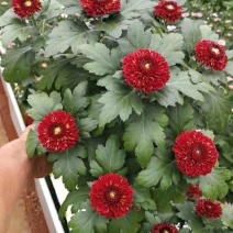 乒乓菊花种子四季开花小雏菊花种籽易爆盆庭院阳台盆栽花卉
