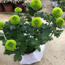 乒乓菊盆栽带花发货阳台庭院好养活重瓣七彩球菊花期长