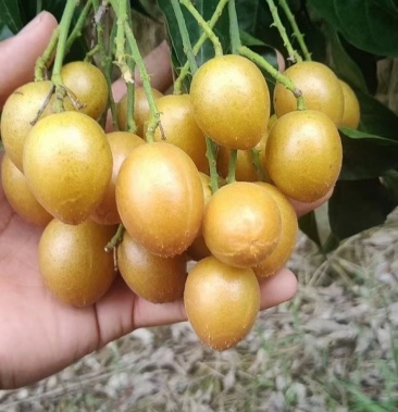 高州鸡心黄皮果大量上市啦