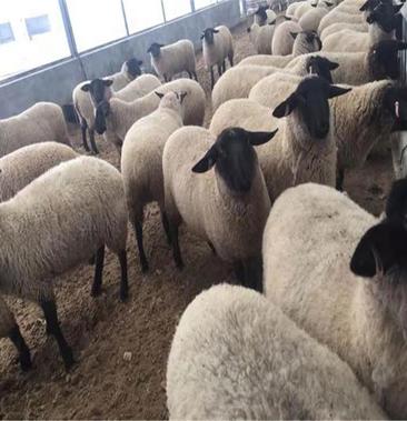 夏洛莱羊品种多多欢迎咨询