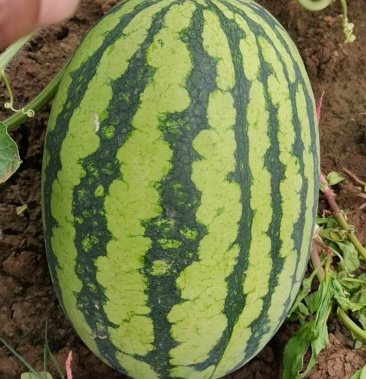 大量新超人绿赏西瓜