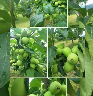 [苹果批发]k九果价格1.00元/斤 - 一亩田