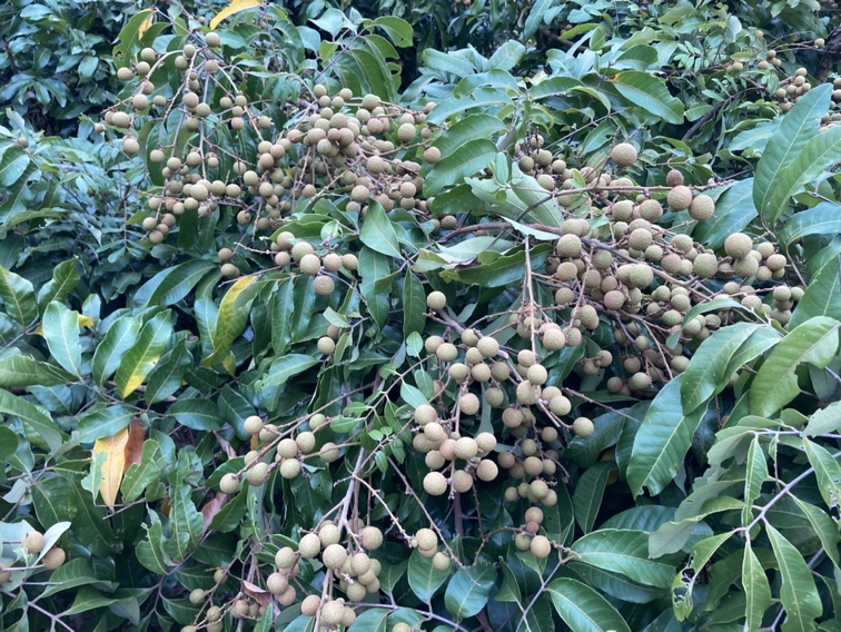 图示:石硖龙眼1月中旬顶芽状态对比。左图为正常花芽(鳞片紧包、顶端钝圆、浅褐色);右图为冲梢芽(鳞片松散、顶端尖锐、带嫩绿叶原基)。拍摄于广东高州谢鸡镇标准果园,2024年1月18日。背景可见环割口与控水后表土龟裂。 石硖龙眼花芽分化期田间诊断图