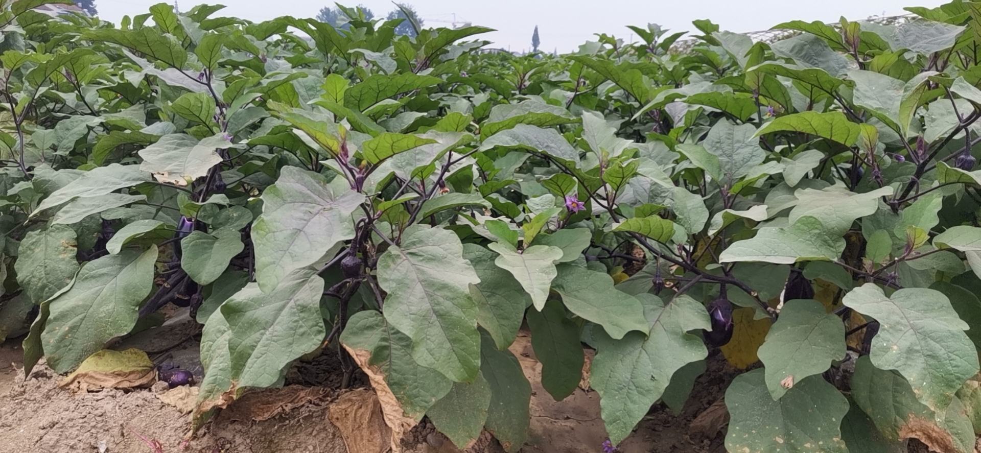 青茄子田间生长实景