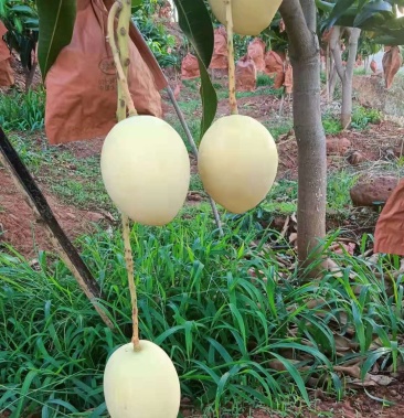 [芒果批发]自家种的精品黄袋热龙芒果,果好色好味更好!有七,八万斤.
