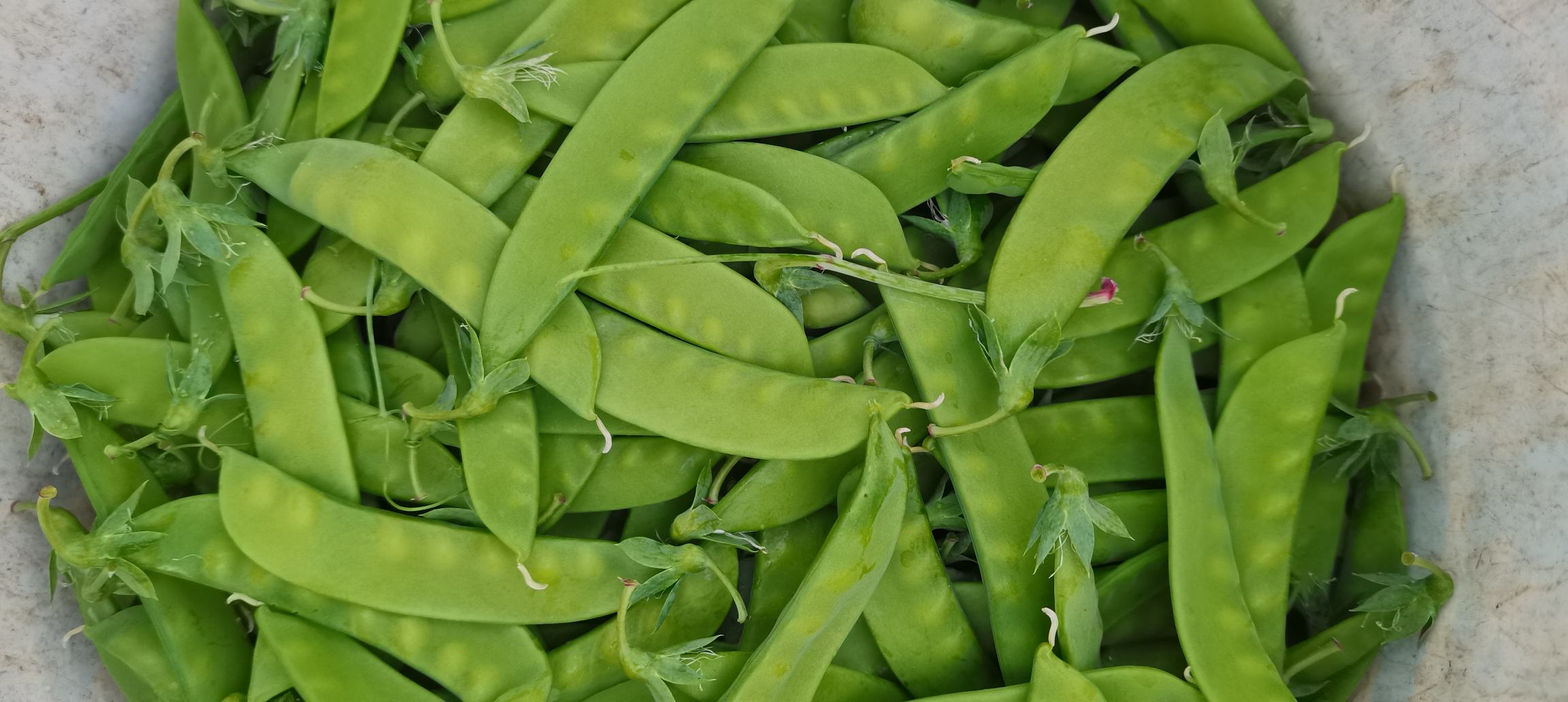 新鲜采摘的荷兰豆,嫩绿的叶片和豆荚,呈现出自然的蔬菜形态 荷兰豆的植物形态