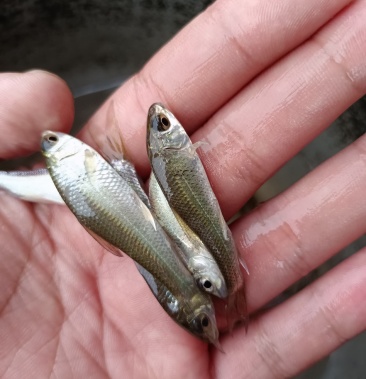 优质土鲮鱼苗,麦鲮苗场直供量大价优,专用水车包送到塘口.