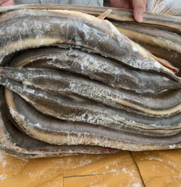 [黄鳗批发]泰国进口原条黄鳗价格23.50元/公斤 - 一亩田