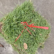 草块草皮