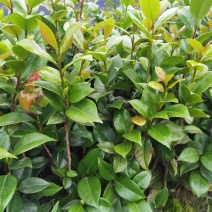 茶花苗