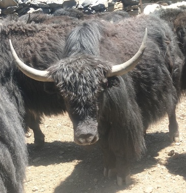 甘孜州九龙县红坝乡牦牛需要的致电