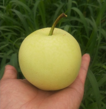 预售雪青梨,七月中旬下树,随时参观考察