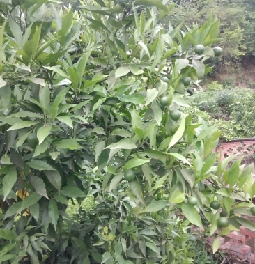 三哥家庭农场长叶香橙(甜橙)