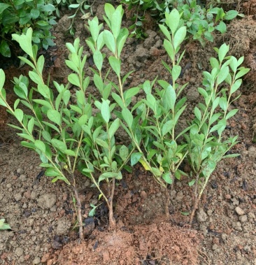 基地现大量出售夏鹃小苗,欢迎各位前来选购实地考察
