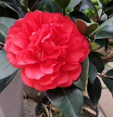 重瓣山茶花四季开花带花苞庭院盆栽花卉工程绿植盆栽茶花