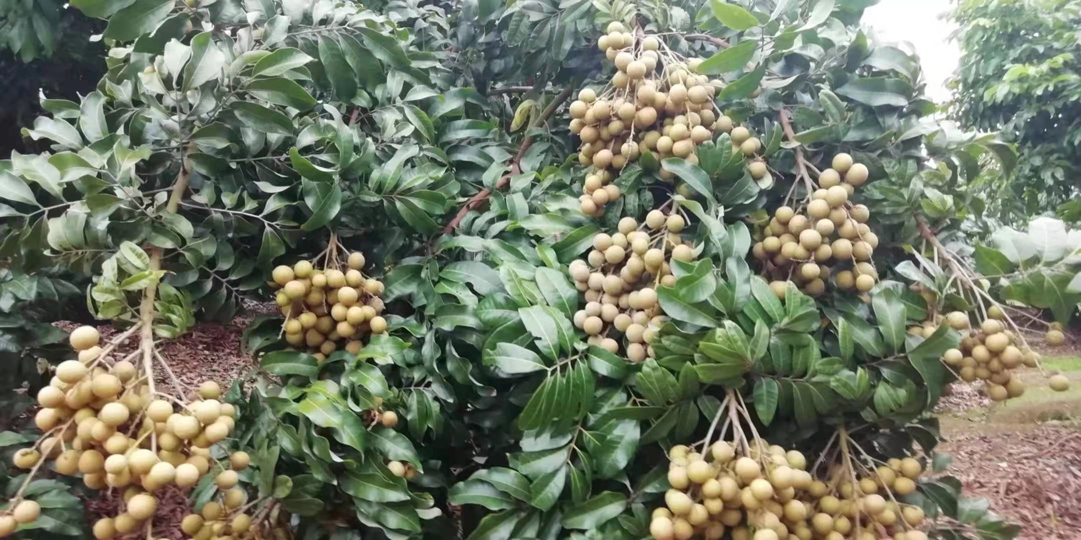 展示石硖龙眼果实在加工车间与市场销售的场景 石硖龙眼加工与销售场景