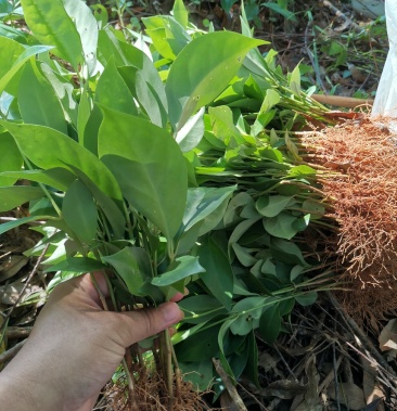 大红八角直生苗裸根地苗现货供应.