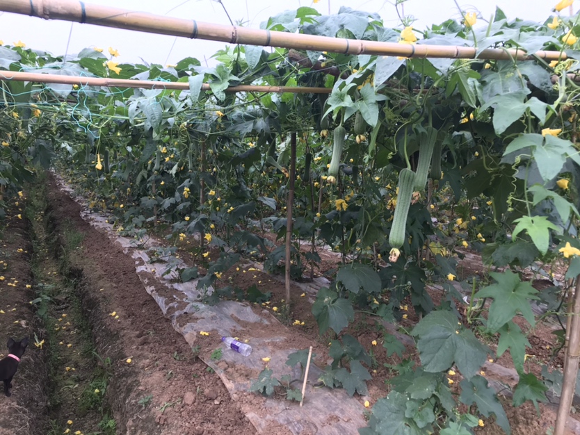 丝瓜种植田地实景