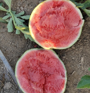 [美都西瓜批发]江苏启东头茬无籽美都小薄皮大红瓤口感酥脆价格3.