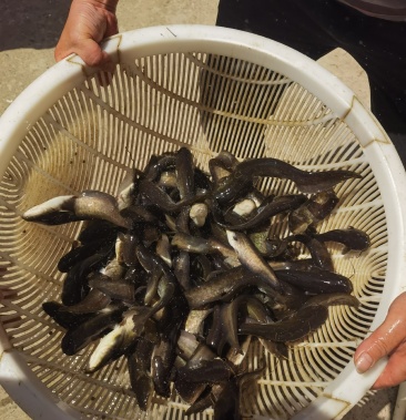 仔鲶钩鲶全部抬网新口鱼