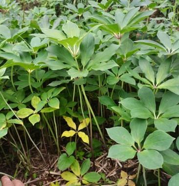 多芽重楼苗六年老重楼