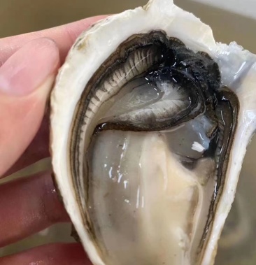 广东饶平汫洲生蚝牡蛎供应鲜活优质烧烤高压锅生蚝质量保证