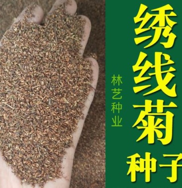 绣线菊种子抗旱抗寒花卉景观易播易种绿植庭院花海珍珠梅种籽