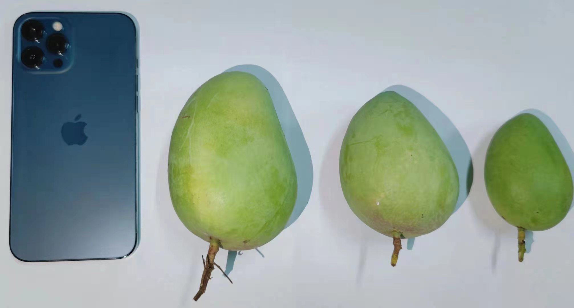 芒果品种对比图