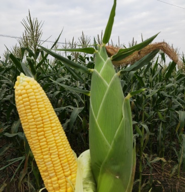 玉米,水果玉米,太阳花六号,纯正泰系,产地直发,发往全国