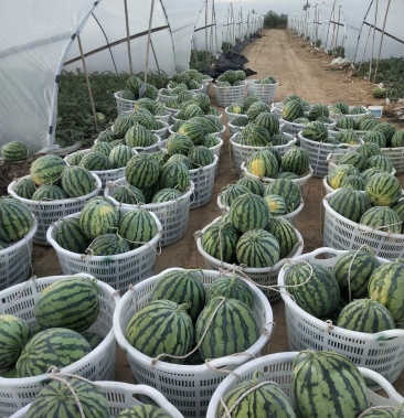 【热销】精品美都西瓜,瓜型好,甜度高基地直供,实力代办