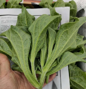 南非冰草冰菜水晶冰菜晶莹透亮新鲜