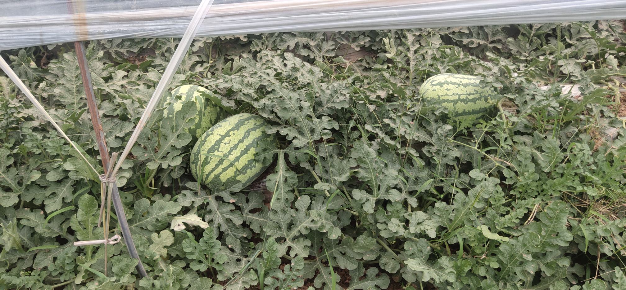 金城5号西瓜夏季大棚延后栽培现场