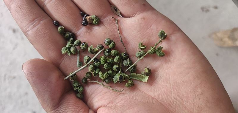 花椒苗每亩种植多少棵