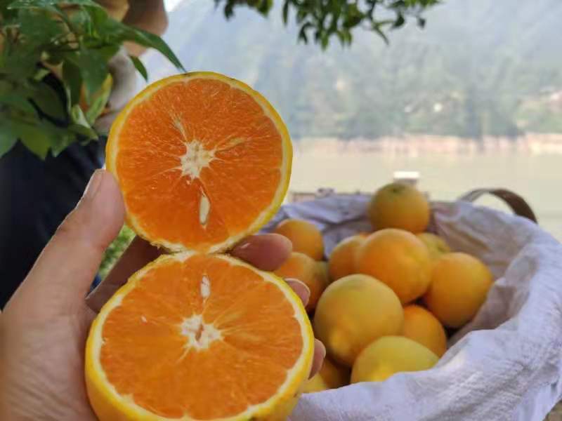 高清微距拍摄夏橙横切面,展示饱满汁胞与均匀果肉纹理,背景为竹制砧板与不锈钢榨汁器,体现新鲜采摘即榨场景 夏橙果实特写:果皮橙红带微绿晕,果形椭圆饱满,表面油胞细腻可见,切开后果肉橙黄透亮、汁液充盈