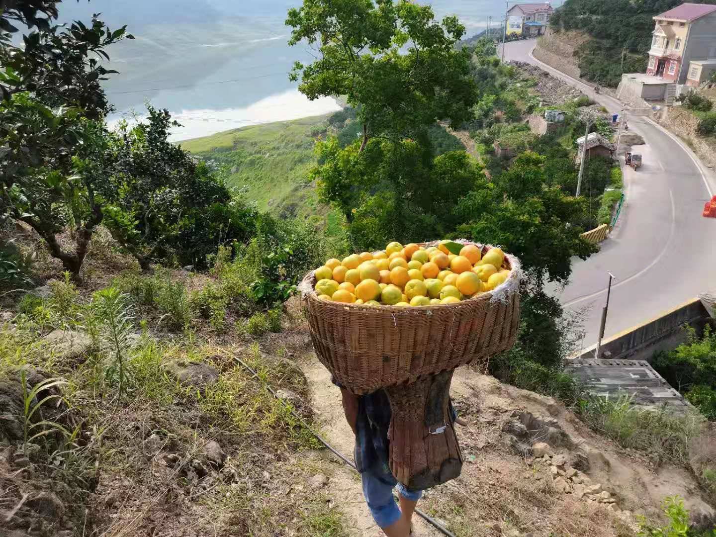 一群农民正在夏橙果园中忙碌采摘,身穿浅色衣帽,手持剪刀将成熟的夏橙从树上剪下,放入身旁的竹筐中,地面摆放着多个装满鲜橙的箩筐,现场洋溢着丰收喜悦的氛围 工人采摘夏橙场景