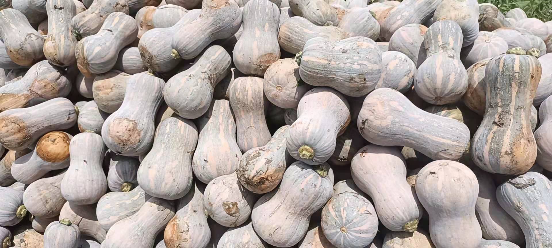 一位厨师在市场摊位前用手轻压挑选成熟的奶油南瓜,南瓜呈深绿色带浅色条纹,表面光亮无损伤,背景为秋季蔬果陈列架 挑选新鲜奶油南瓜