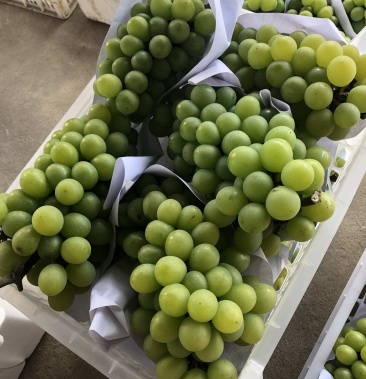 漂亮的长兴奶油葡萄