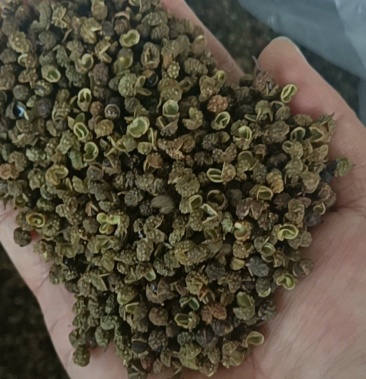 云南青花椒,特级花椒,色选无杂质,无刺无杆