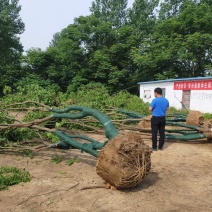 丛生乌桕基地，河南丛生乌桕价格，河南省潢川县丛生乌桕基地