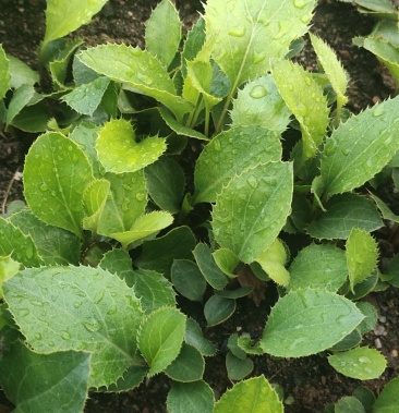 秦岭山脉朱砂点北苍术