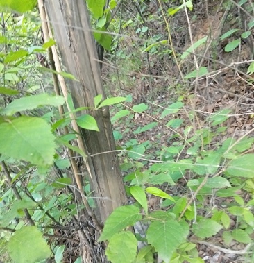 降龙木六道木原木常年直销