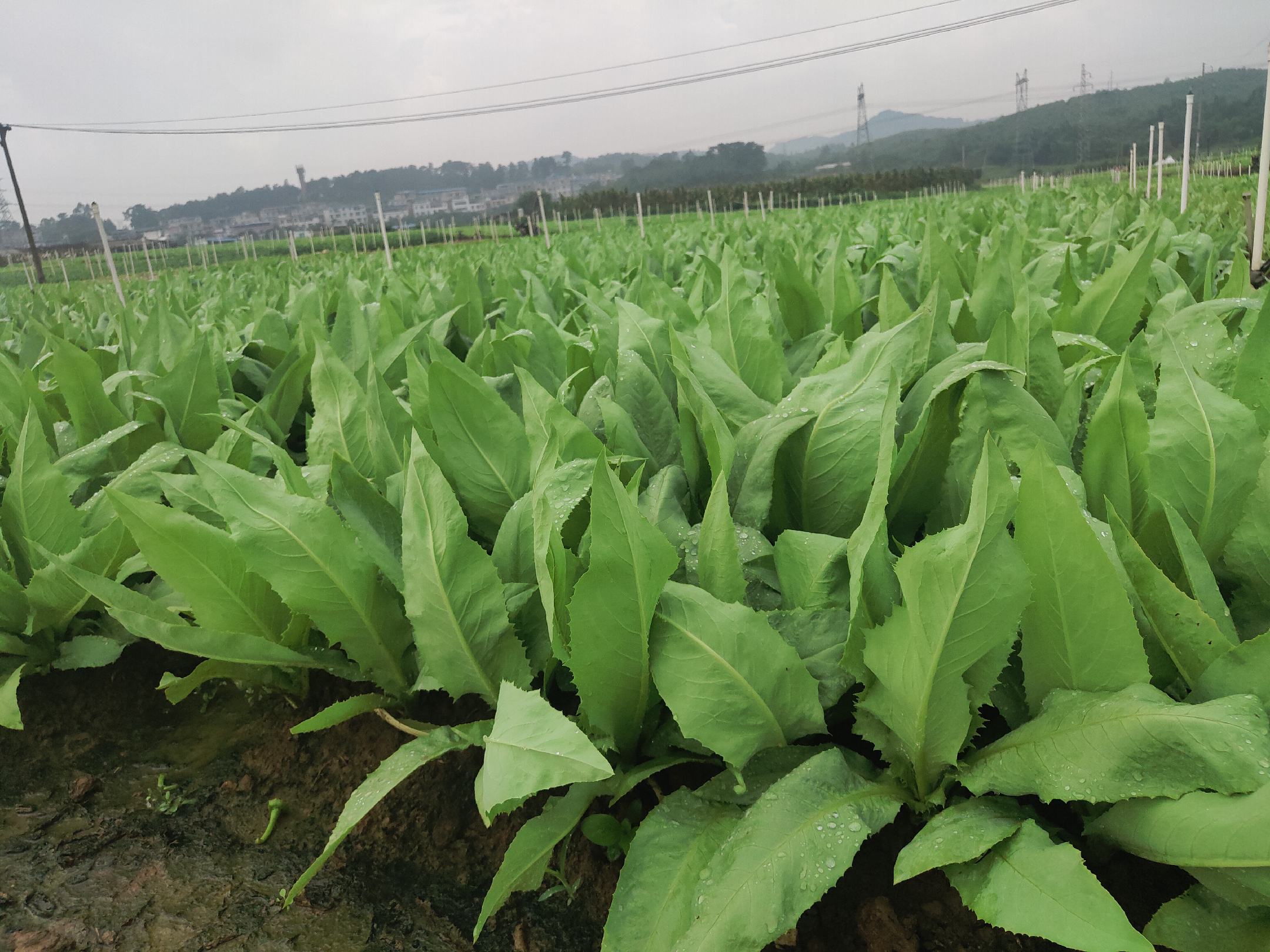 油麦菜种植基地实景图