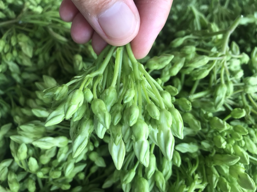 [夜香花批发]广东清远英德市夜香花 8.00元/斤英德市易农果蔬 _ 一亩田